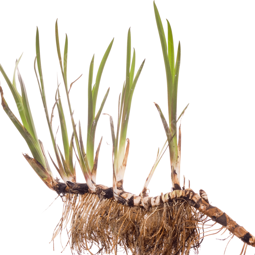 Kalme (Acorus calamus L.) , ēteriskā eļļa