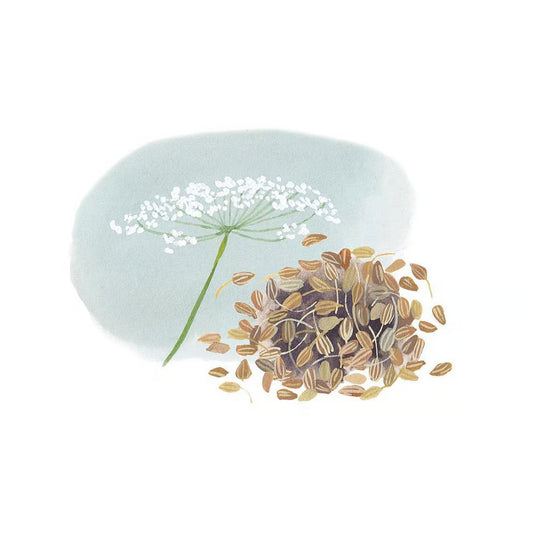 Aniseed / Anīss zaļais (Pimpinella anisum), essenital oil / ēteriskā eļļa