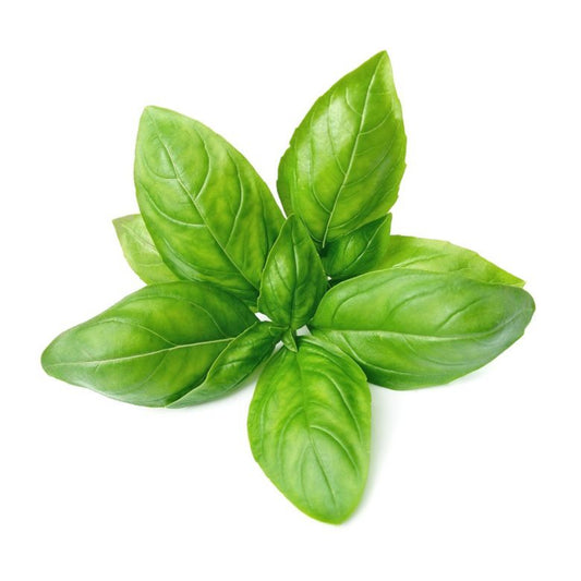 Basil / Baziliks (Ocimum basilicum) essential oil / ēteriskā eļļa
