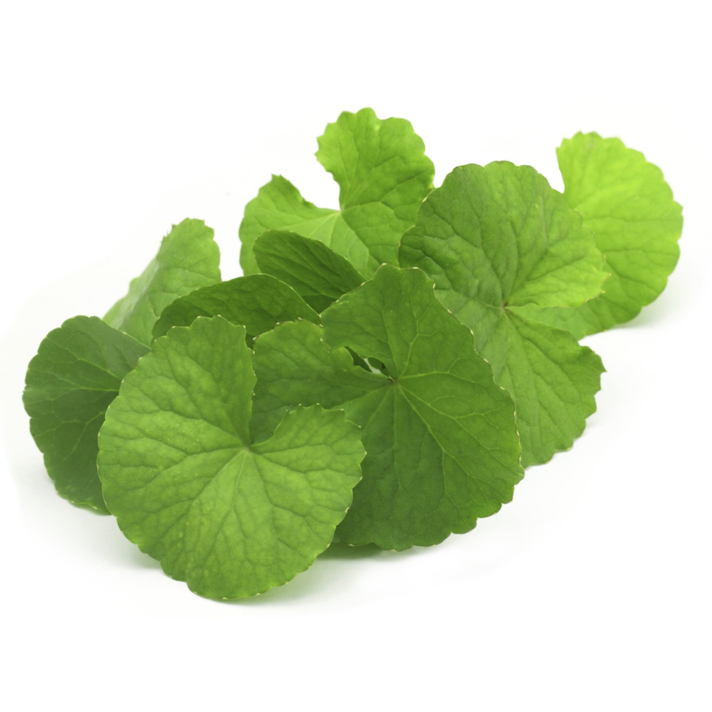 Brahmi (Bacopa monnieri), essential oil / ēteriskā eļļa