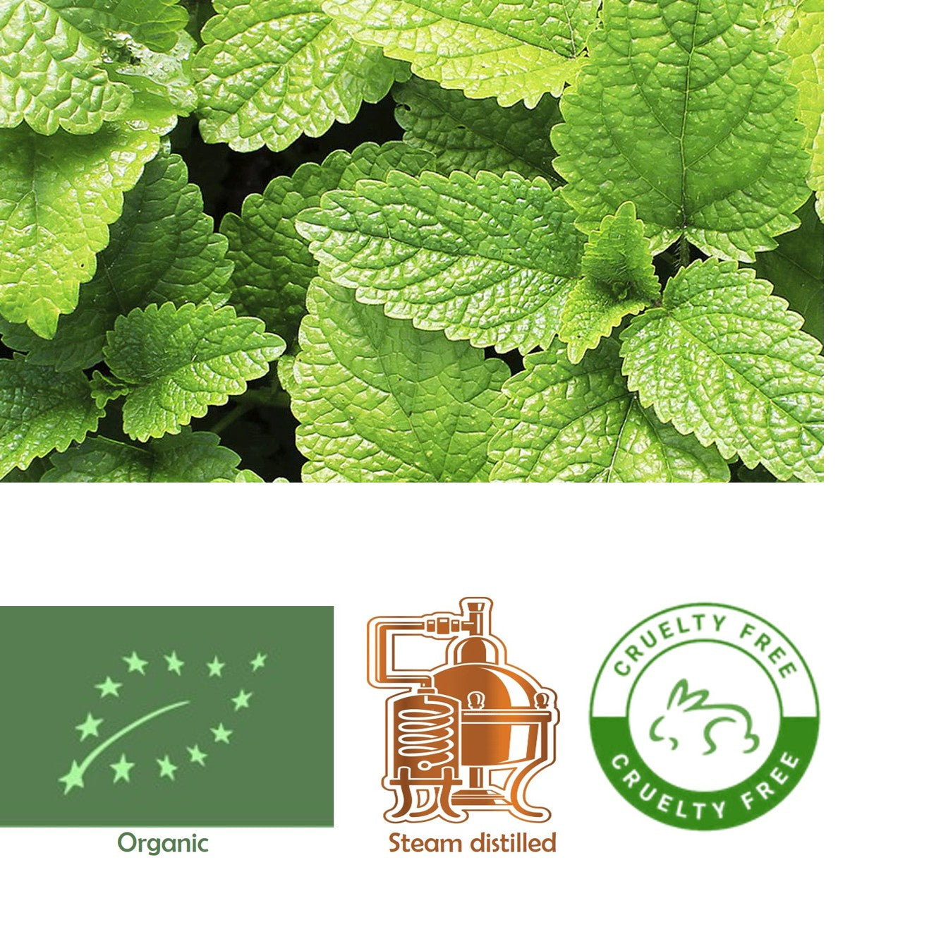 Peppermint (Organic) Mentha piperita