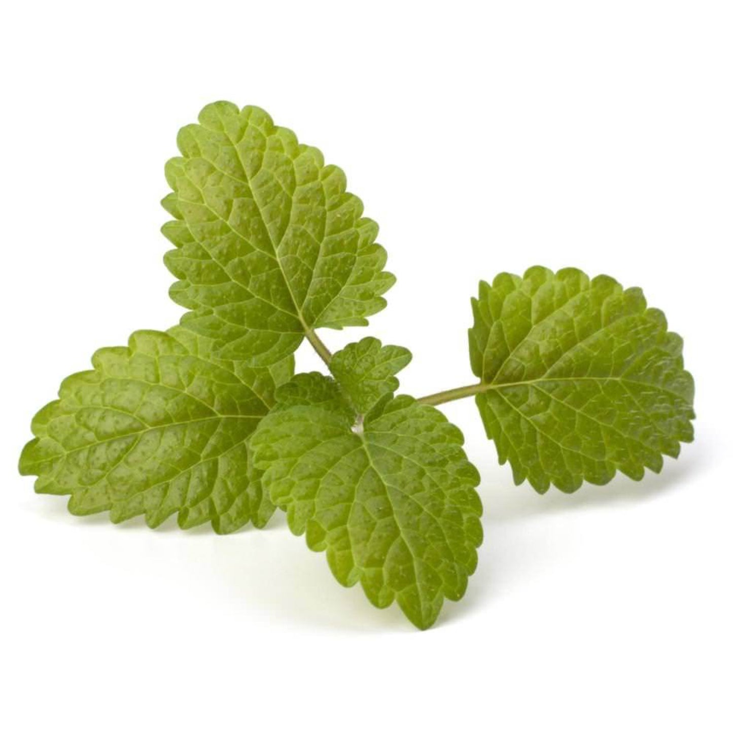Bergamot Mint /  Ūdens piparmētra (Mentha Citrata) essenital oil / ēteriskā eļļa