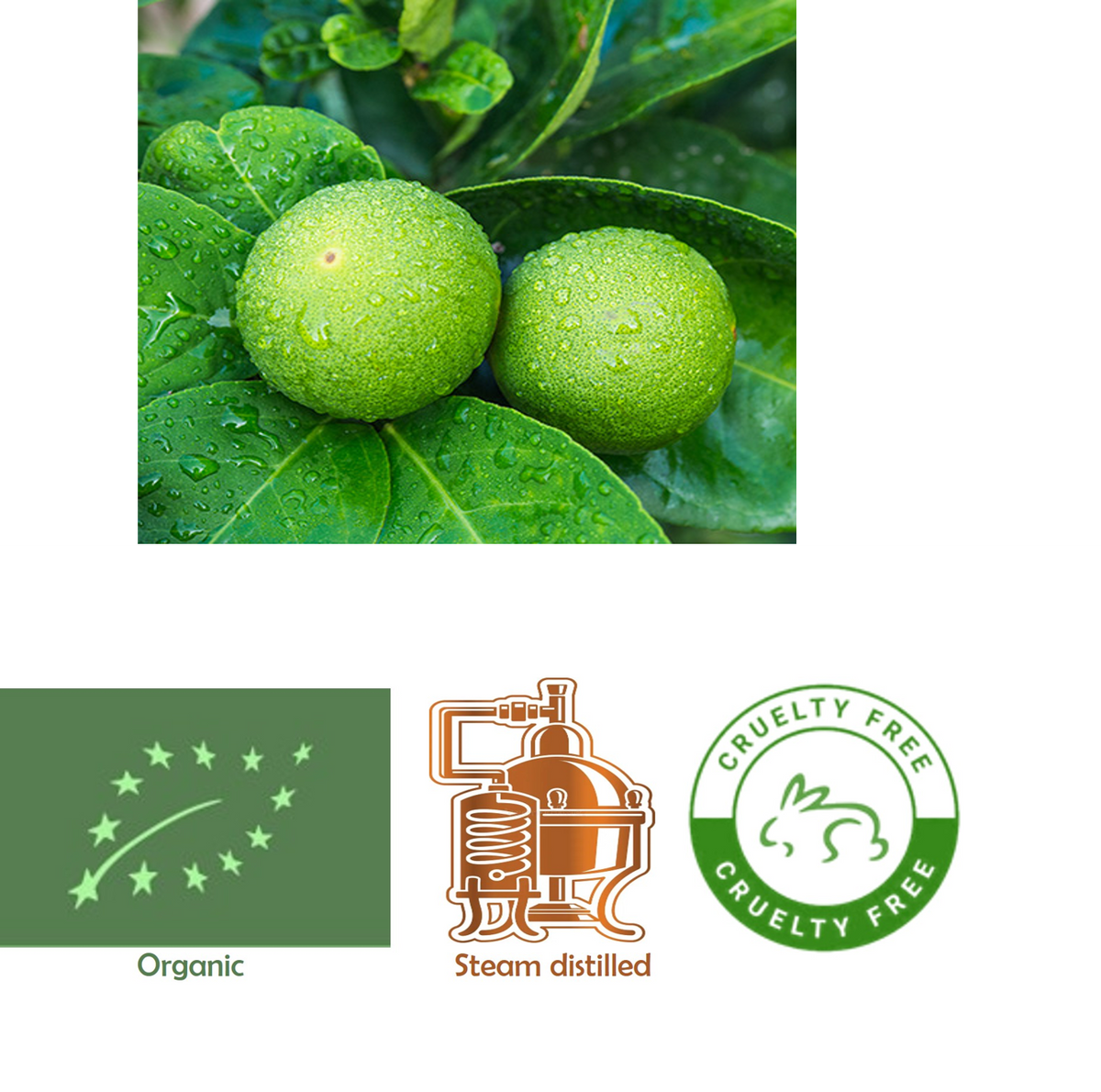 Bergamot(FCF) (Organic) Citrus bergamia