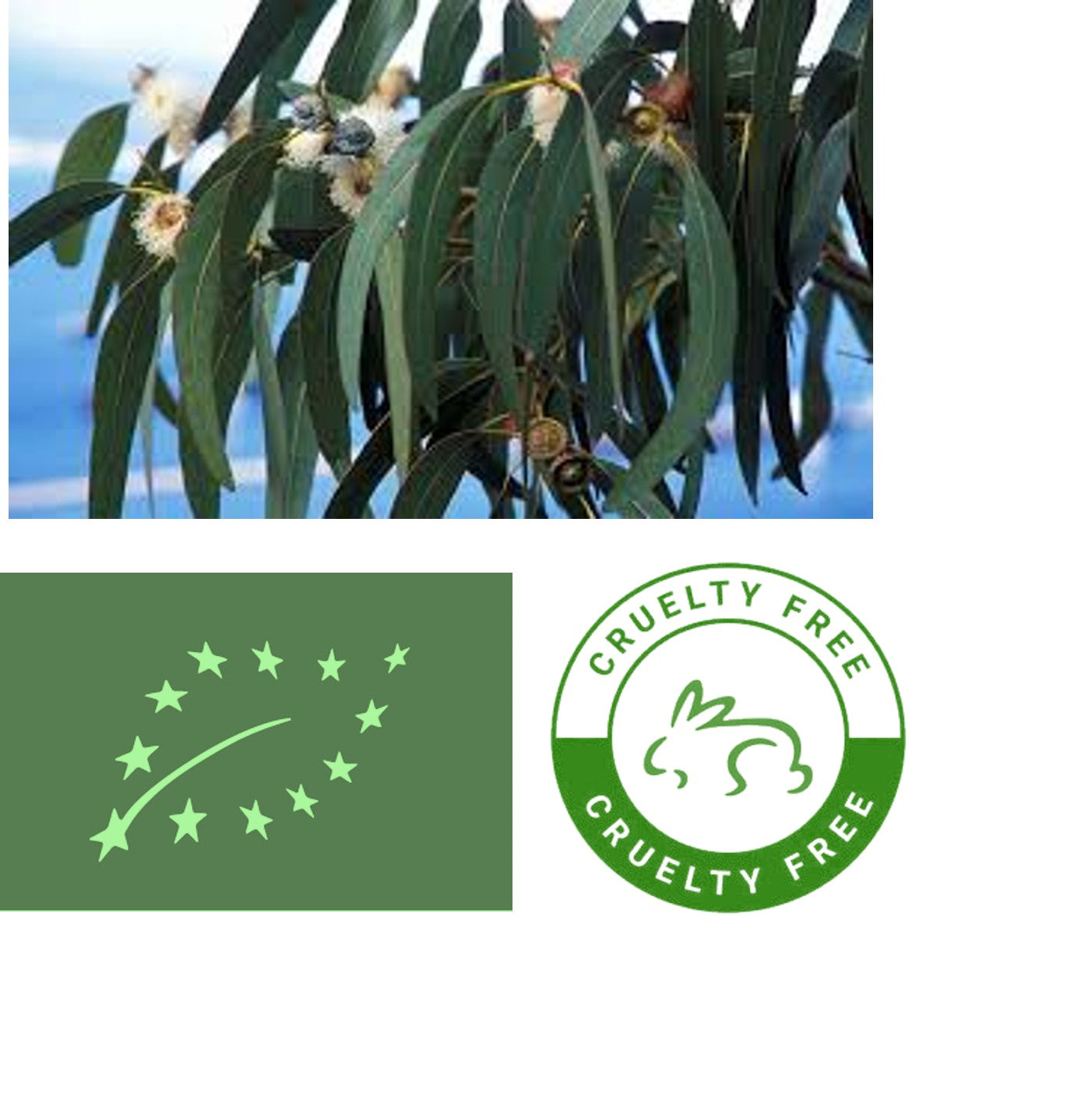 Eucalyptus (Organic) Eucalyptus globulus