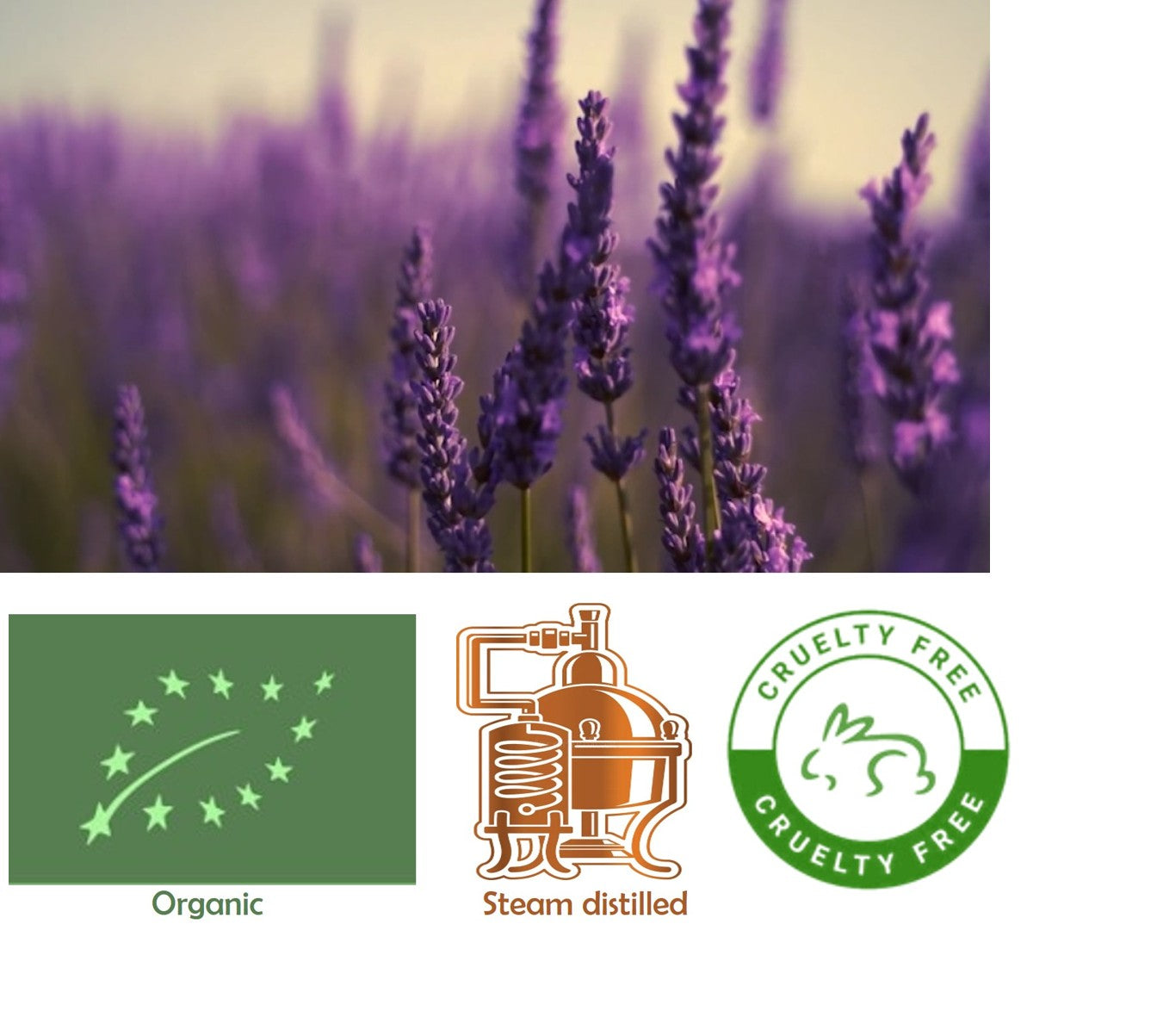 Lavanda (Organic) Lavandula augustifolia