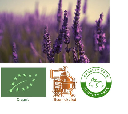 Lavanda (Organic) Lavandula augustifolia