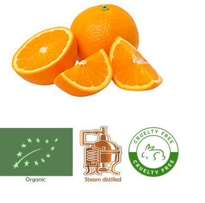 Orange Sweet (Organic) Citrus sinensis