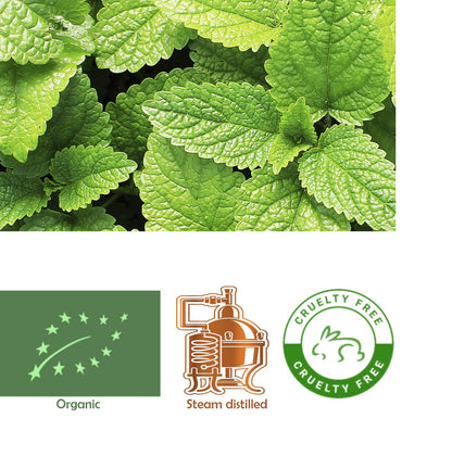 Peppermint (Organic) Mentha piperita