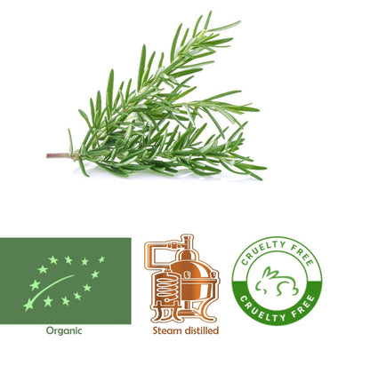 Rosemarine (Rosemarinus officinalis) Organic