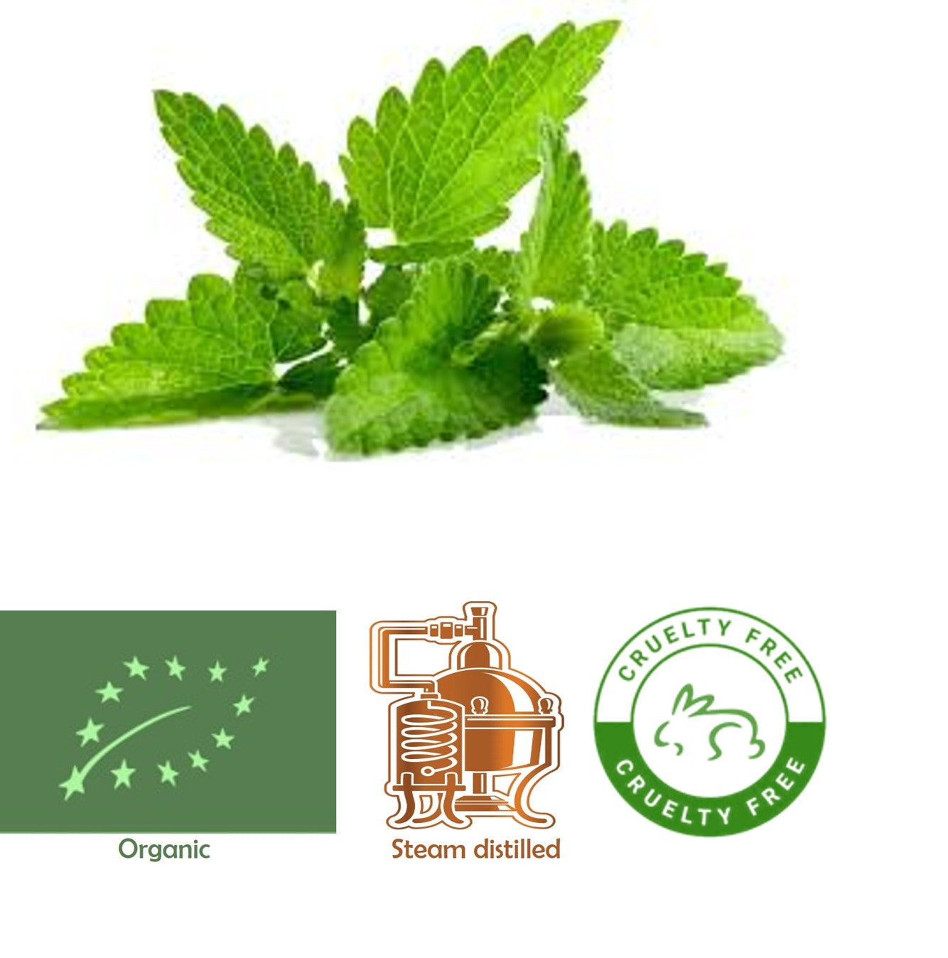 Spearmint (Organic) Mentha spicata