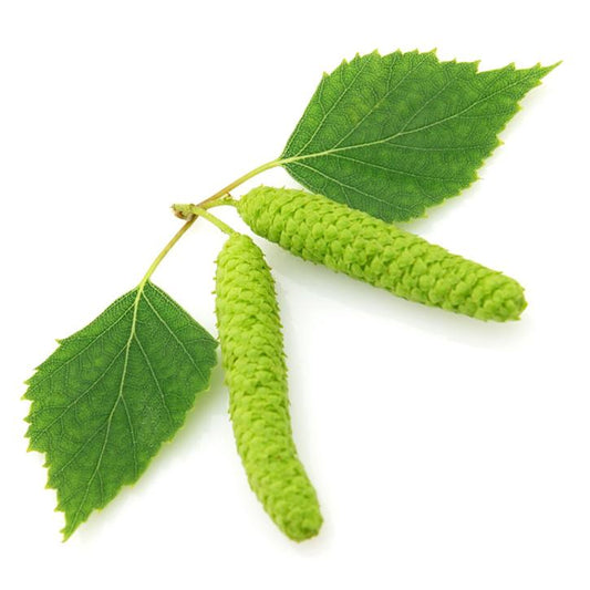 Koivutervan (Betula alba) eteerinen öljy 